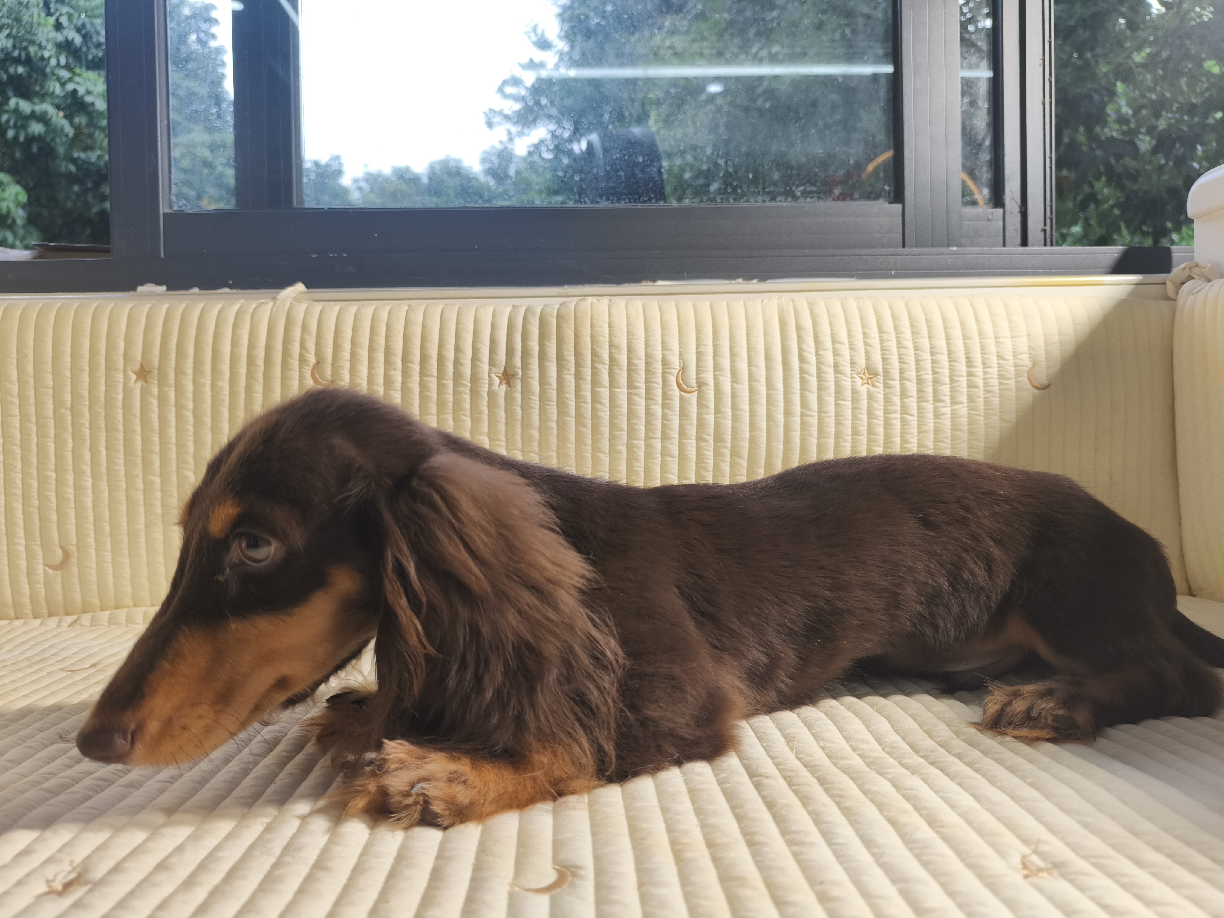 好打理 骨架粗 长毛腊肠犬